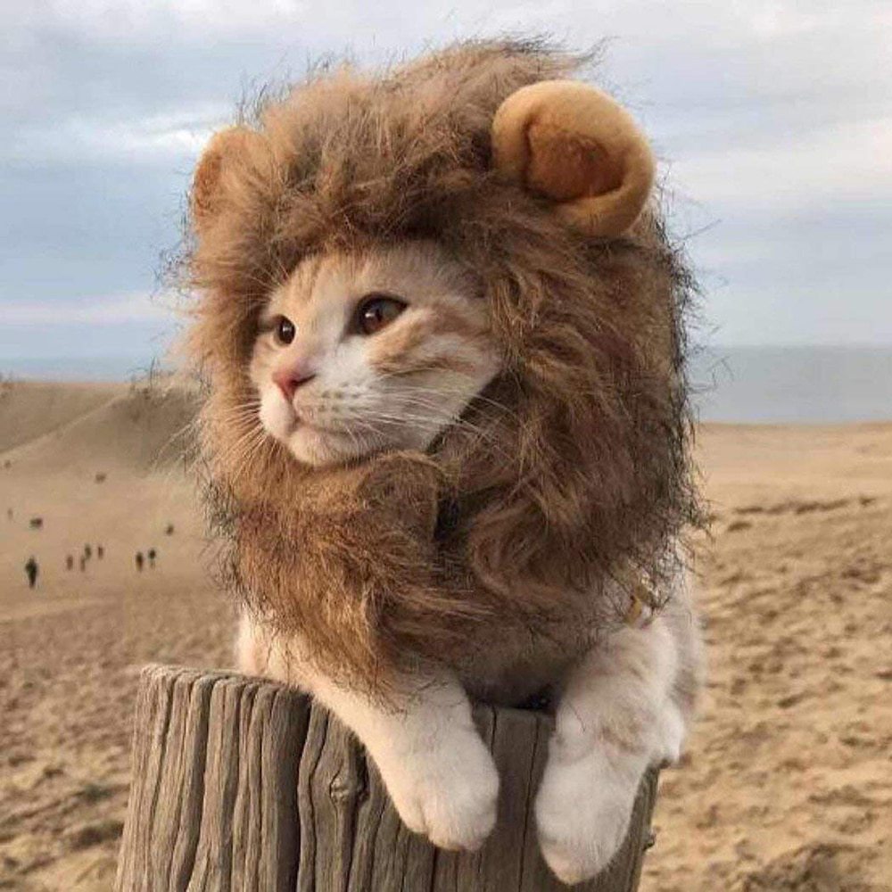 Cat lion headgear pet