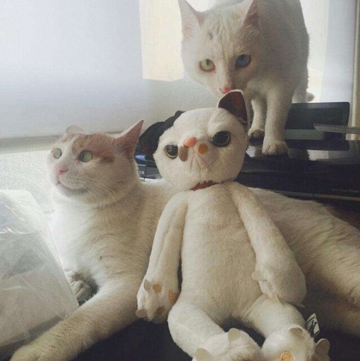 60cm Cats Stuffed Toys